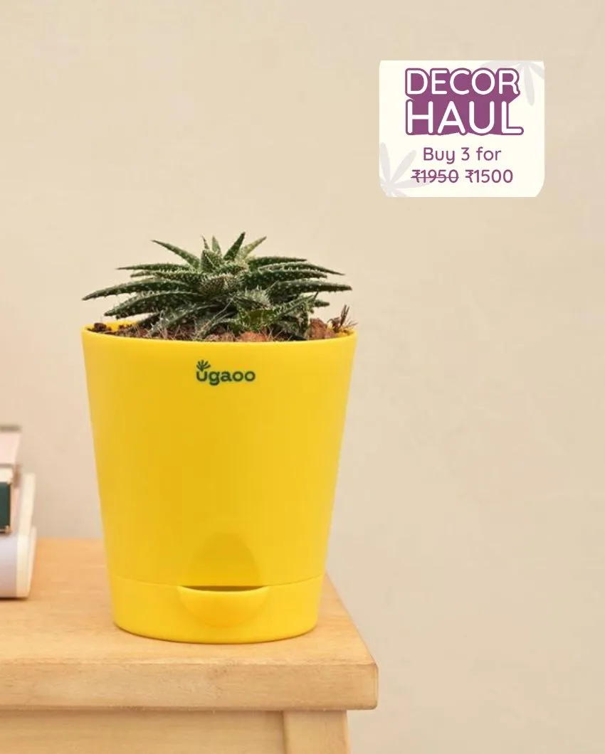 Aloe Pepe Succulent Live Plant with Pot