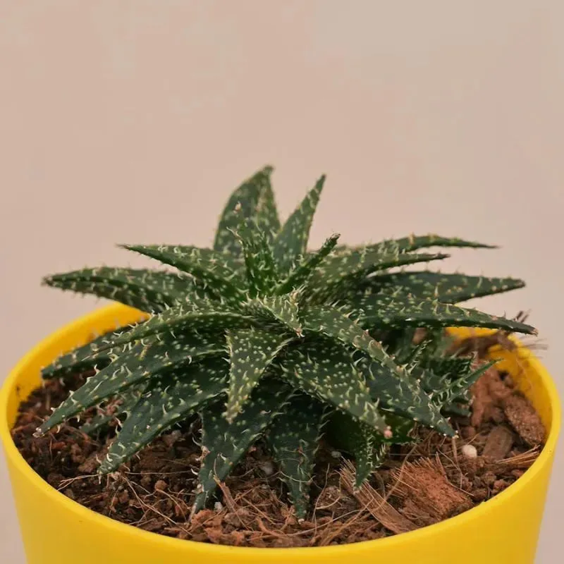 Aloe Pepe Succulent Live Plant with Pot